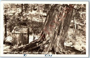 c1930s Natural Bridge, VA RPPC Ancient Tree Arbor Vitae Real Photo w/ Sign A193