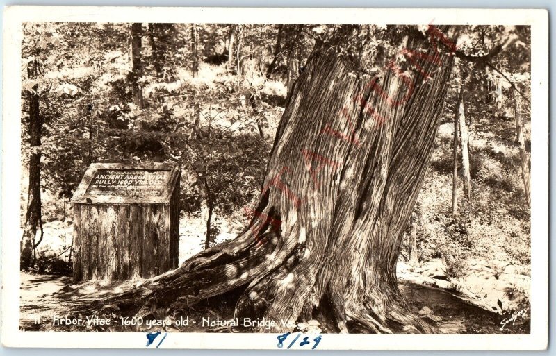 c1930s Natural Bridge, VA RPPC Ancient Tree Arbor Vitae Real Photo w/ Sign A193