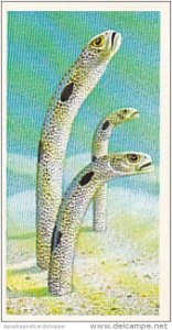 Brooke Bond Vintage Trade Card Incredible Creatures 1986 No 11 Garden Eels