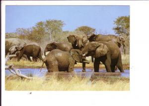 Elephants South Africa