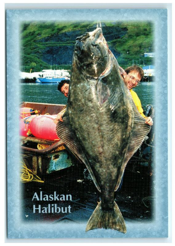 Postcard 350 lb. Alaskan Halibut, Alaska AK ACE1800