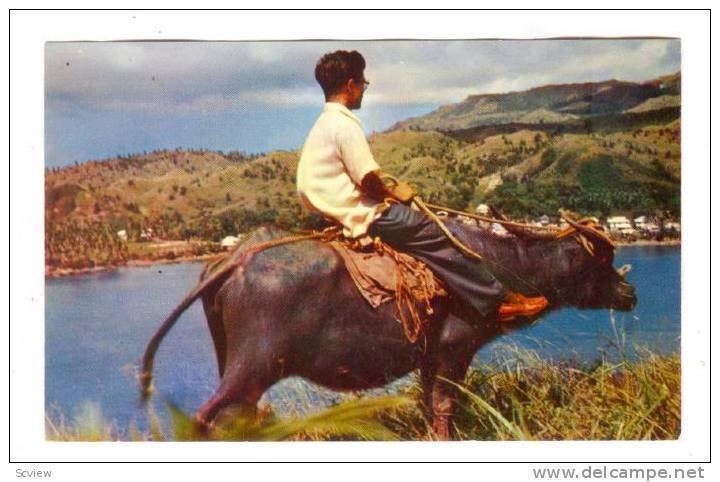 Guam, 40-60s : Native Carabao