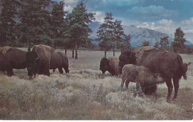 Buffalo Herd in Black Hills - Rapid City, SD South Dakota