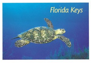 Hawksbill Turtle in the Florida Keys 4 by 6