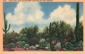 PC7387 SAHUARO & BUCKHORN CACTUS ON THE DESERT