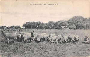 Sakonnet Rhode Island H.I. Richmonds Flock Vintage Postcard CC4151