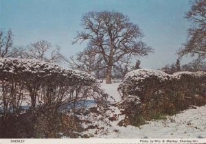 Shenley Snow Winter Christmas Herts Hertfordshire Womens Institute Postcard