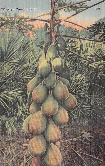 Papaya Tree In Florida