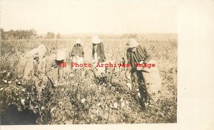 Black Americana, RPPC, Workers Picking Cotton, Farming Scene, Photo