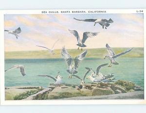 Unused W-Border SEAGULL BIRDS Santa Barbara California CA HM8138