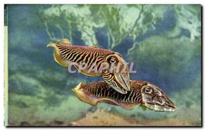 Monaco - Monaco Aquarium - Cuttlefish - tintenfisch - sepia - cuttlefish - Ol...