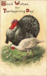 Thanksgiving Day Good Wishes Turkey, Holiday Embossed, Vintage Postcard