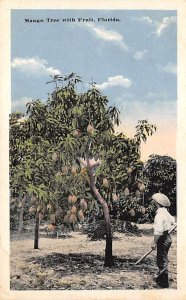Mango Tree With Fruit  Fruit & Vegitables FL