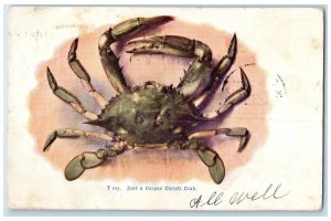 1907 Just Corpus Christi Crab Shell Texas Chardon Ohio Vintage Antique Postcard