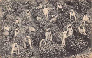 A832 Ceylon Sri Lanka Tea Pluckers at Work Ethnic Women vintage postcard