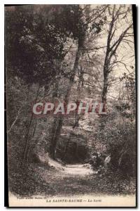 Old Postcard La Sainte Baume La Foret