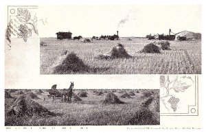 Sask. Weyburn, Wheat in Stock and Threshing