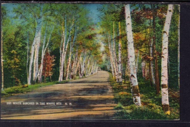 White Birches in the White Mtns,NH