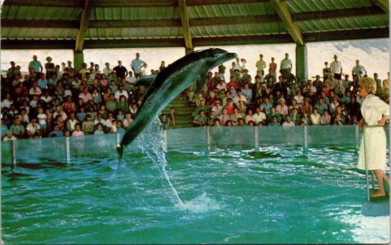 Sea Life Park Ocean Scenic Theatre Hawaii Bottlenose Porpoise Chrome Postcard 