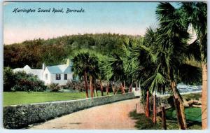 BERMUDA   Palm Trees  HARRINGTON SOUND ROAD  ca 1910s  Postcard