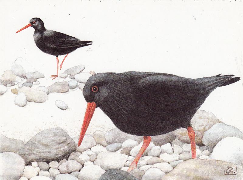 Black Oystercatcher bird HAEMATOPUS BACHMANI