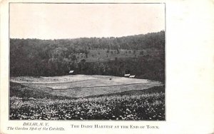 Daisy Harvest at the End of Town in Delhi, New York