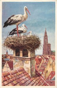 Stork birds nest Strasbourg France