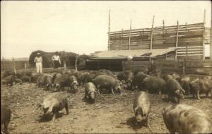 McVille Iowa on Back = Mechanicsville? Hog Farm 1912 Real Photo Postcard