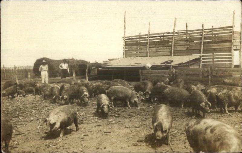 McVille Iowa on Back = Mechanicsville? Hog Farm 1912 Real Photo Postcard