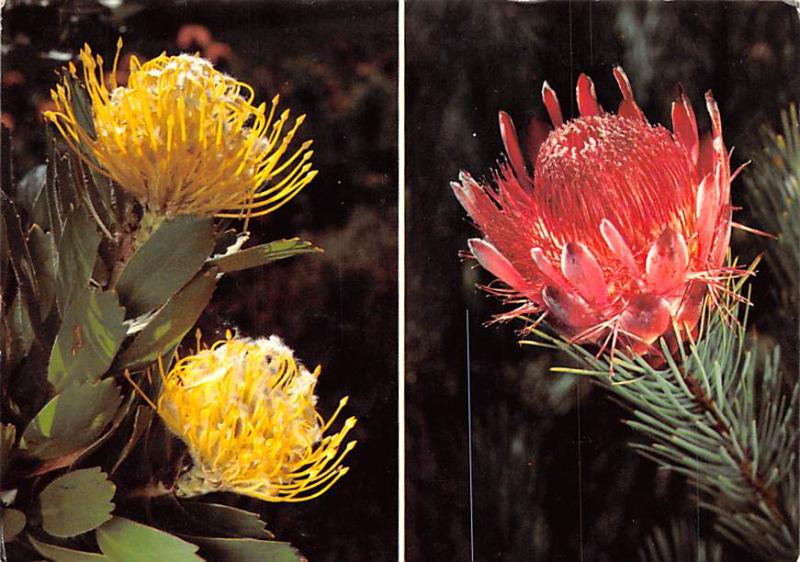 Protea Duet - Southern Africa