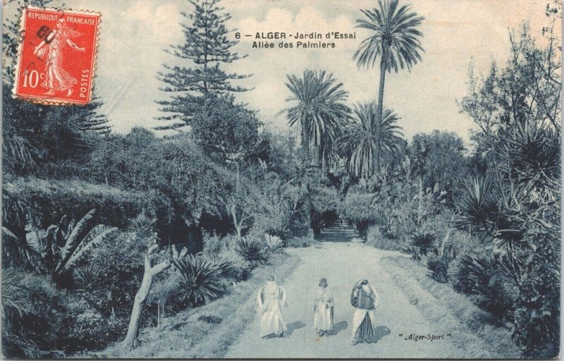 Algeria Alger Alley of Palm Trees Trial Garden Vintage Postcard B131