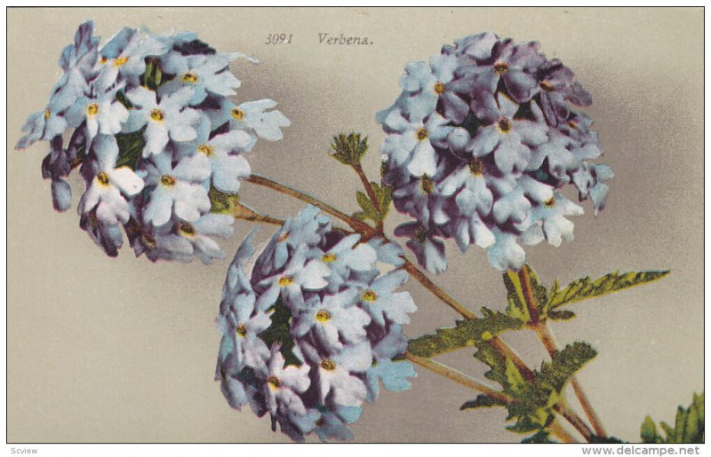 1900-1910´s; Verbena