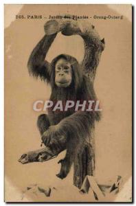 Old Postcard Monkey Paris Jardin des Plantes Orang utan