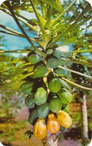 Hawaii Hawaiian Papaia Tree
