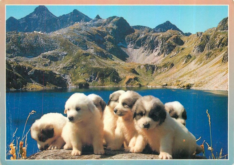 Postcard Animals France panoramic view mountain range lake dogs | Topics - Animals - Other, Postcard / HipPostcard Postcard Animals France panoramic view mountain range lake dogs | Topics - Animals - Other, Postcard / HipPostcard