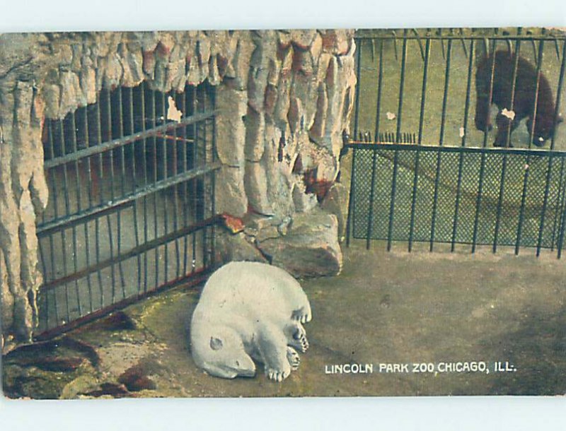 Divided-Back ZOO SCENE Chicago Illinois IL AG1991