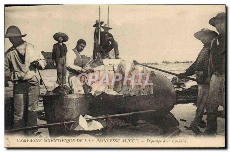 Old Postcard Campaign scientific Princess Alice butchering d & # 39un cachelo...