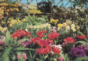 Canada Vancouver Bloedel Conservatory Spring Display Queen Elizabeth Park