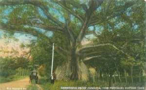 Jamaica Tom Pringles Cotton Tree, Man, Horse Buggy Divided Back Postcard Unused