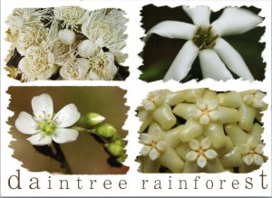 Postcard Australia - daintree rainforest - four pictures of white flowers