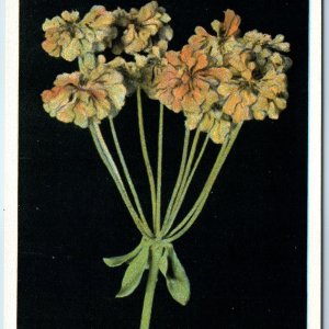 c1910s Yellowstone Park WY Haynes #14022 Wild Buckwheat Erigonum Umbellatum A226