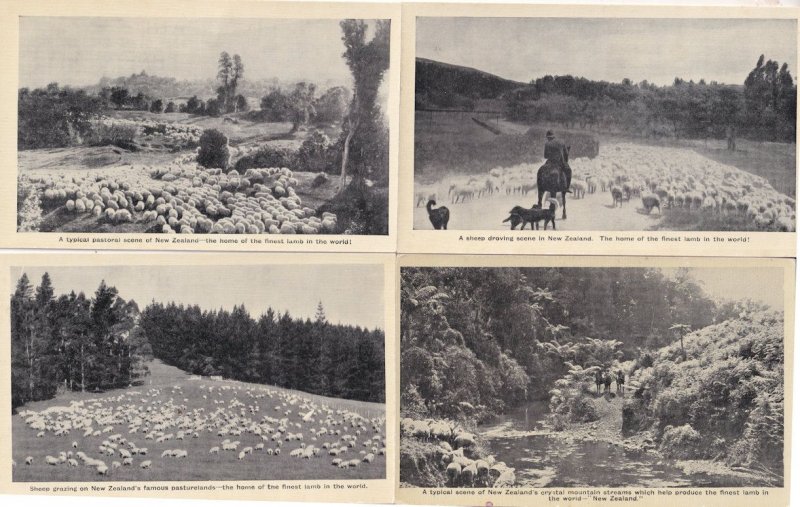 A Sheep Droving Grazing New Zealand 4x Real Photo Scene Old Postcard s
