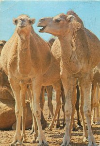 Animals nature camels in the desert