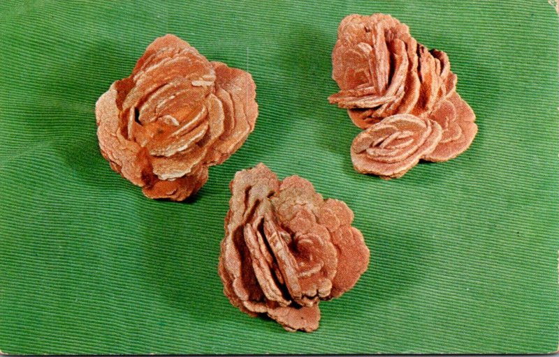 Barite Roses Painton's Rockery Fairview Oklahoma 1963