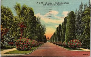 Ave Austrailian Pines Hibiscus Florida FL Sunset Linen Postcard PM Miami Beach 