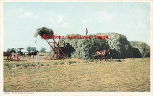 Farming Scene, Workers Stacking Alfalfa, Detroit Publishing No 13219