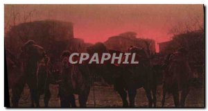 Old Postcard Bedtime Du Soleil On Istanbul Camels Of The Place Sultan Mehmed