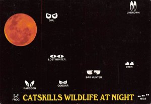 Catskills Wildlife At Night, Pearl River, Ny  