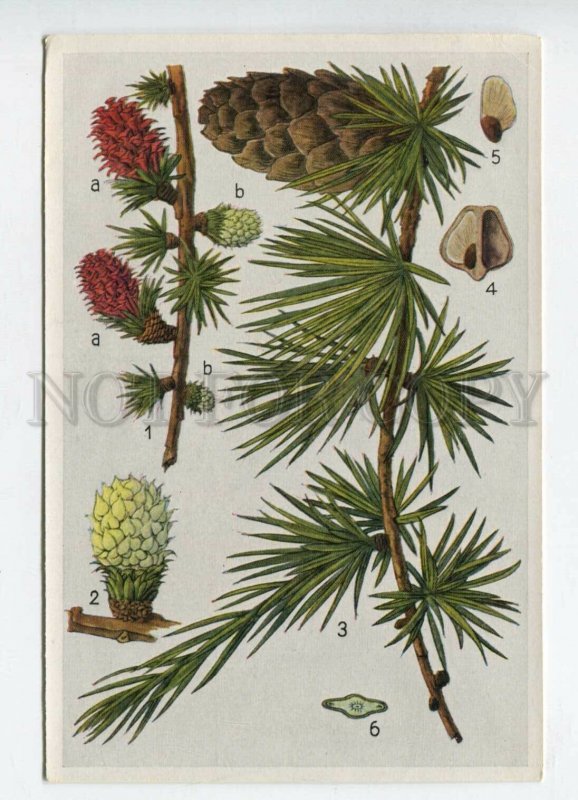 428054 Flower Larix decidua Vintage Sammelwerk Tobacco Card w/ ADVERTISING
