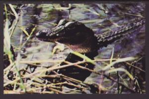 Alligator Postcard 